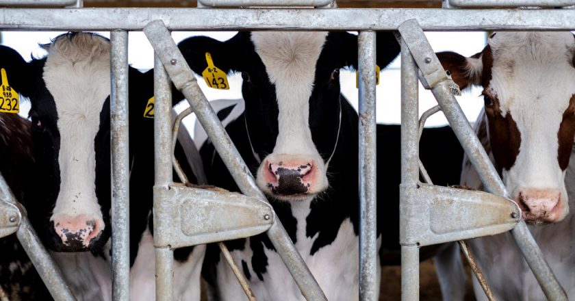 Scientists criticize federal response to avian flu outbreaks on dairy farms