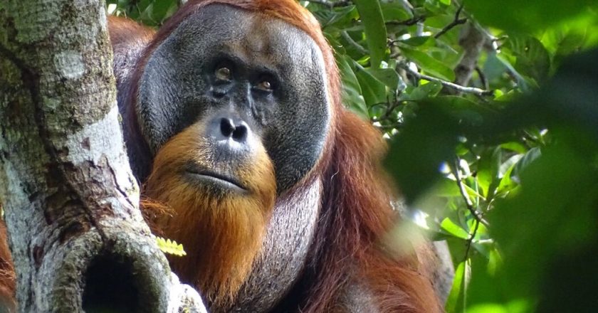 Orangutan seen healing his facial wound with medicinal plants