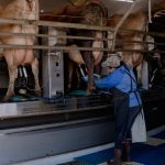 How poor avian flu monitoring puts dairy workers at risk