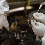Disease investigators try to keep the world safe from bird flu