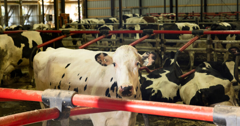 The cows were infected with a second form of avian influenza