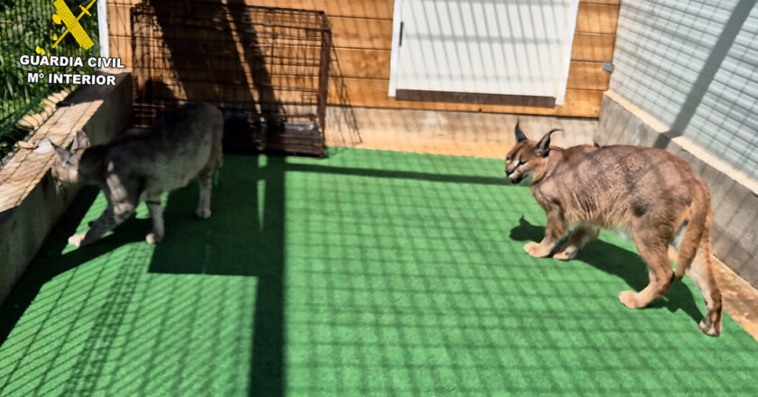 19 large cats saved in Spain as a ring of police officers of the police