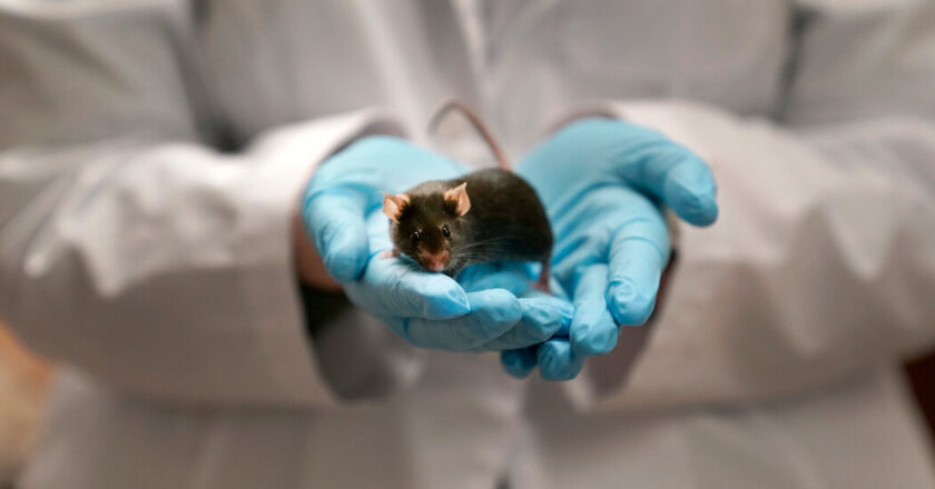 Laboratory animals must be euthanous while Trump cuts the research