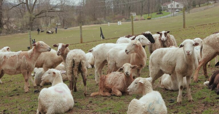 How the cardiologist who serves his Sundays for sheep passes