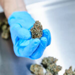Study on Medical Cannabis Reveals Limited Benefits