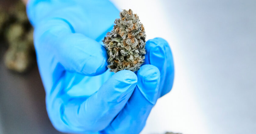 Study on Medical Cannabis Reveals Limited Benefits