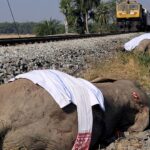 High-Speed Train in India Strikes and Kills Seven Elephants